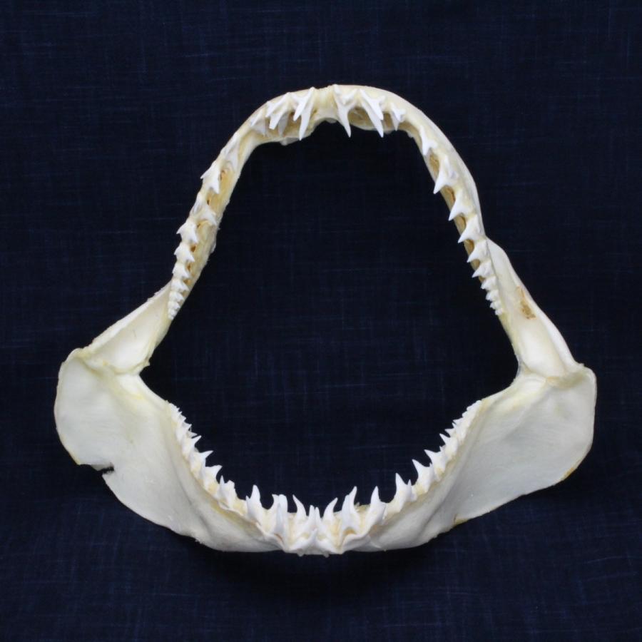 サメの顎（アオザメ）顎骨標本 マコシャーク Shortfin mako shark No