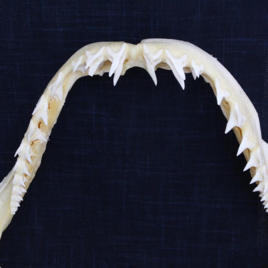 サメの顎（アオザメ）顎骨標本 マコシャーク Shortfin mako shark No