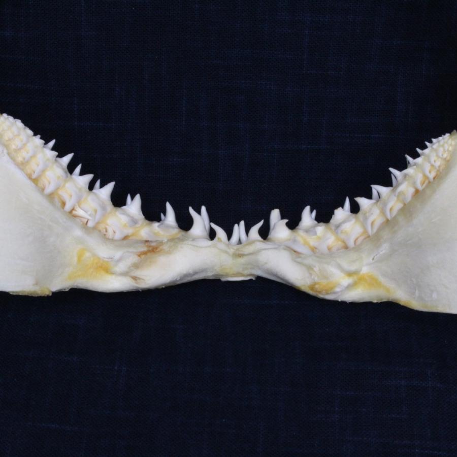 サメの顎（アオザメ）顎骨標本 マコシャーク Shortfin mako shark No
