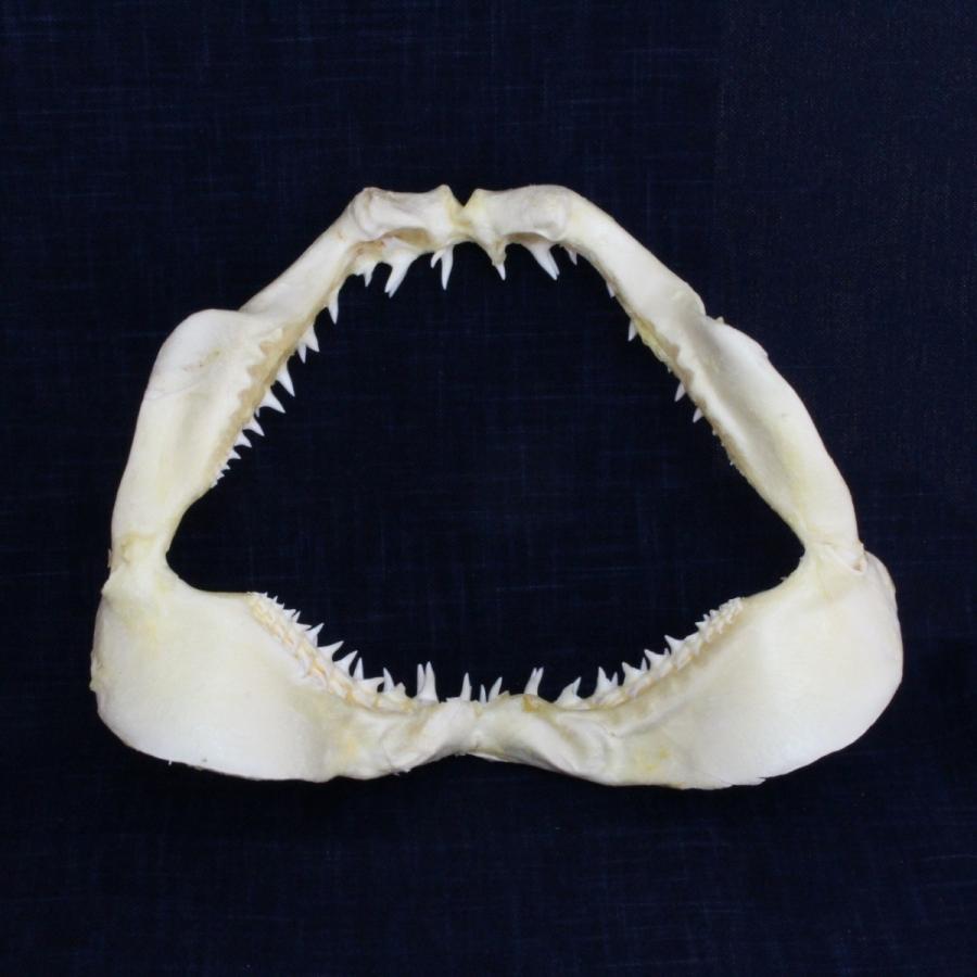 サメの顎（アオザメ）顎骨標本 マコシャーク Shortfin mako shark No
