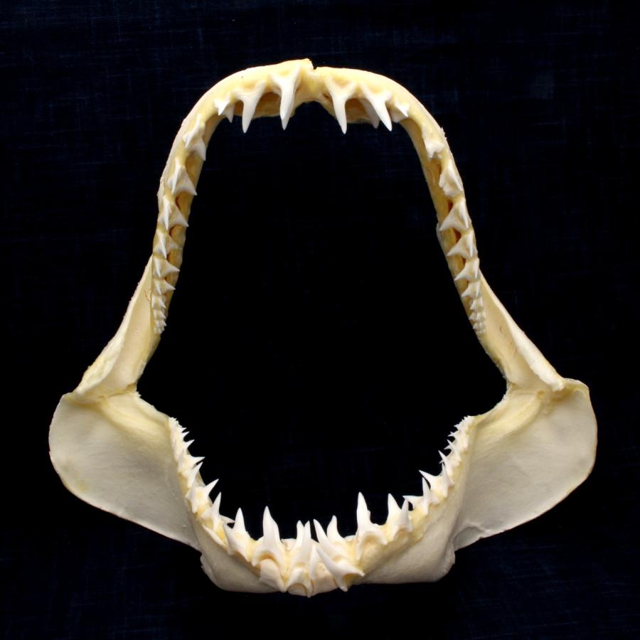 サメ 顎 歯 サメの顎（アオザメ）顎骨標本 マコシャーク Shortfin mako shark No