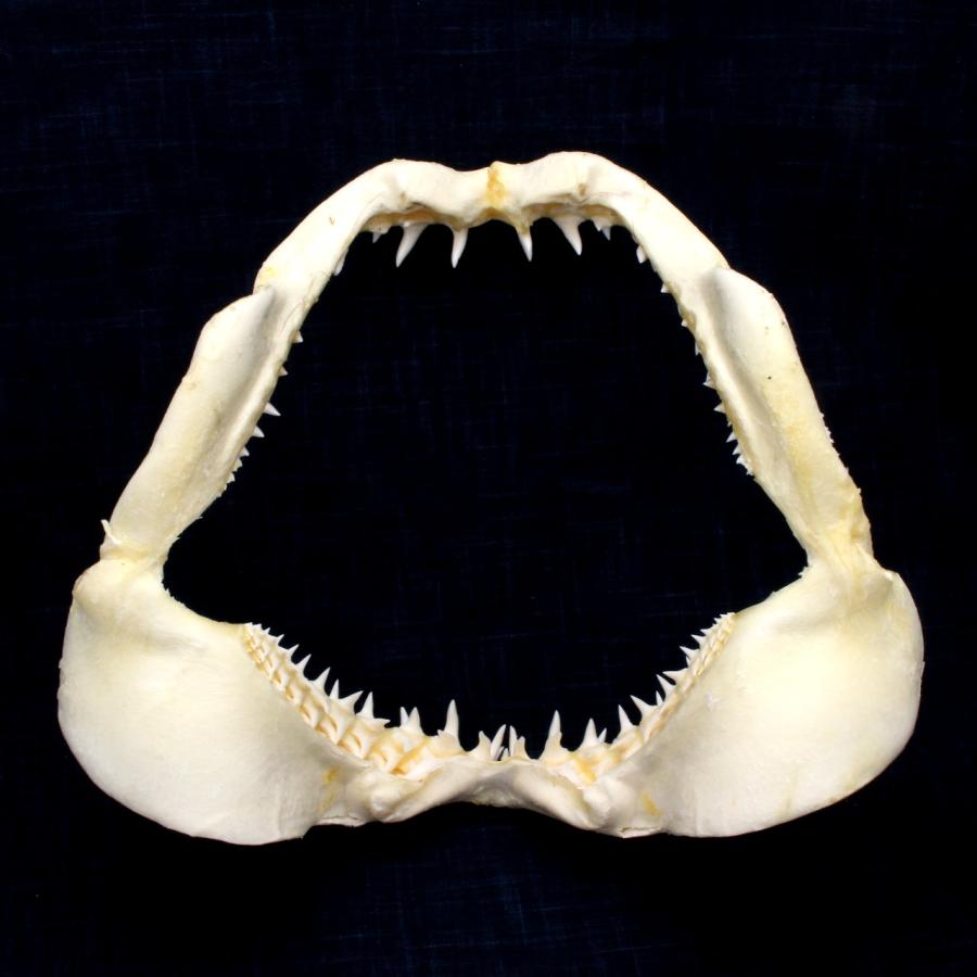 アオザメ 鮫 サメ 歯 顎 アゴ 骨格標本 サメの顎（アオザメ）顎骨標本 マコシャーク Shortfin mako shark No