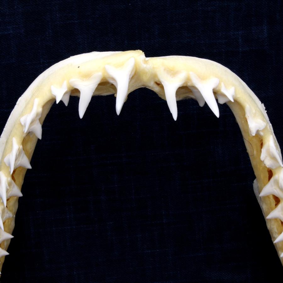 サメ 顎 歯 サメの顎には歯が何列も並んでるんだよね。1本抜けたら、別の歯が前に