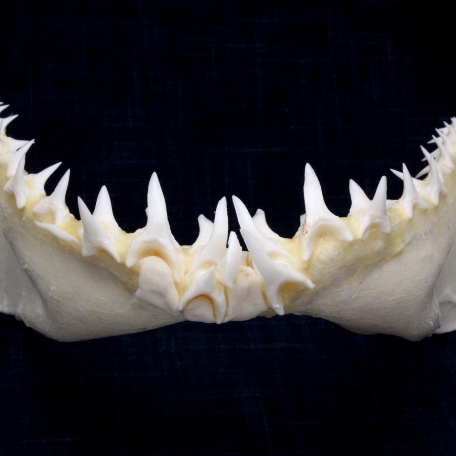 サメの顎（アオザメ）顎骨標本 マコシャーク Shortfin mako shark No