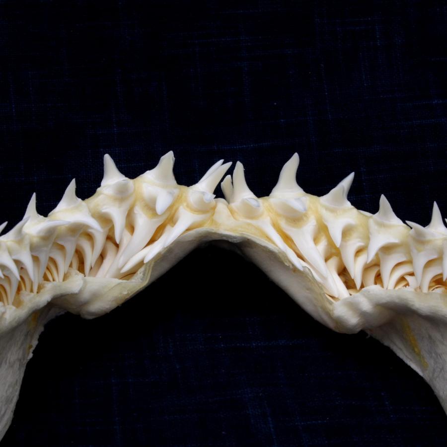 サメの顎（アオザメ）顎骨標本 マコシャーク Shortfin mako shark No