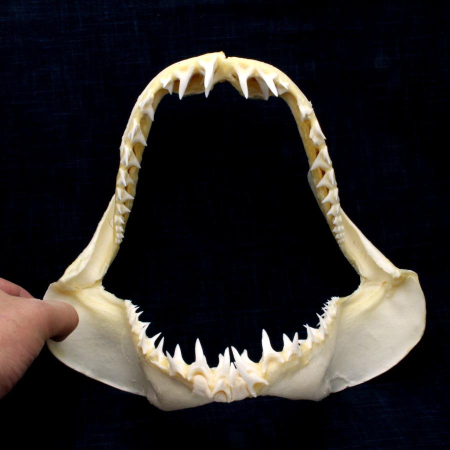 サメの顎（アオザメ）顎骨標本 マコシャーク Shortfin mako shark No