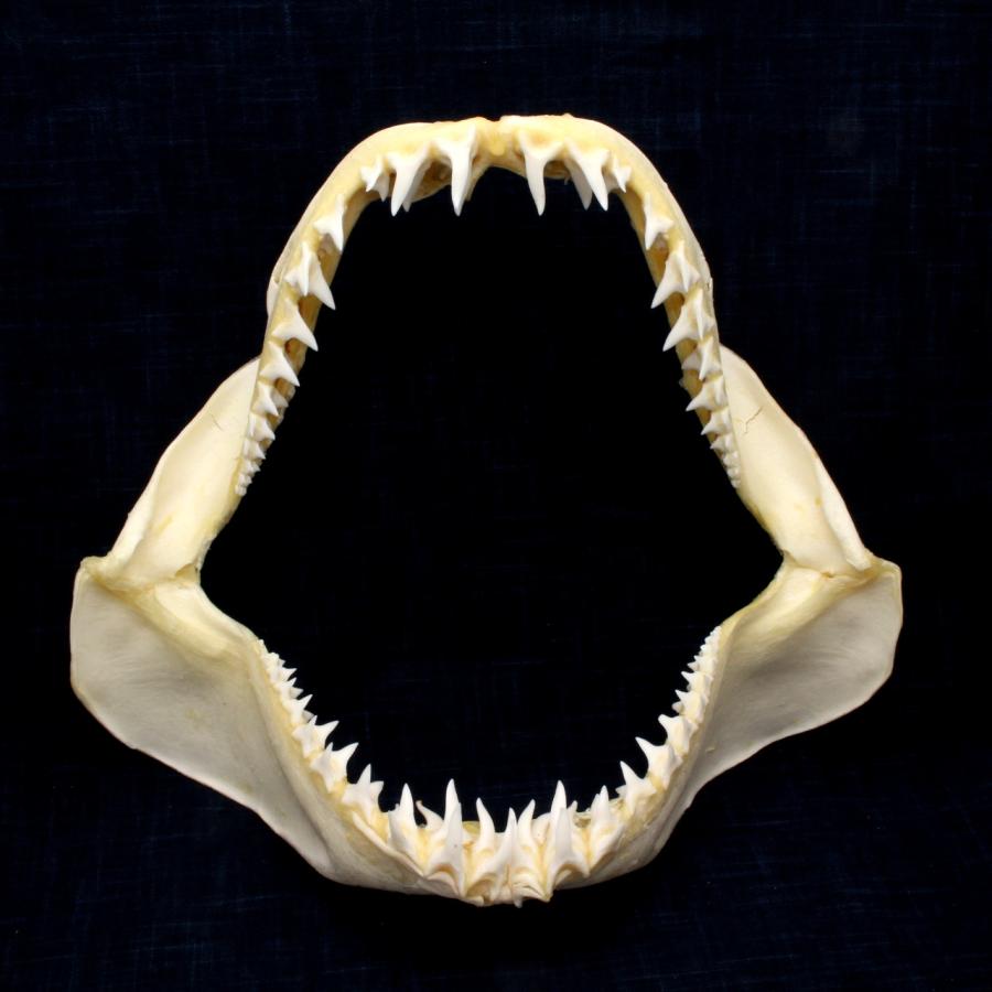 サメのあご骨 インテリア装飾 サメのあご骨 インテリア装飾 サメのあご骨 インテリア装飾 サメのあご骨