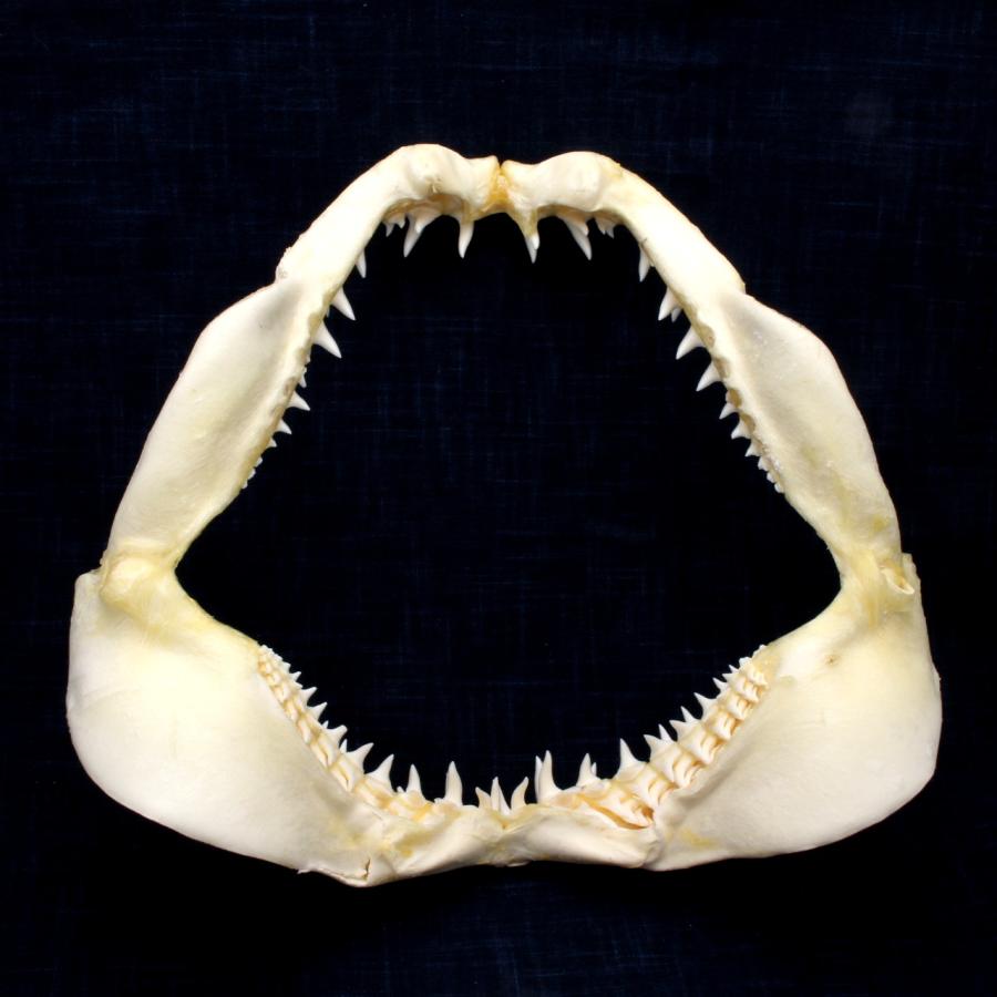 サメの顎（アオザメ）顎骨標本 マコシャーク Shortfin mako shark No