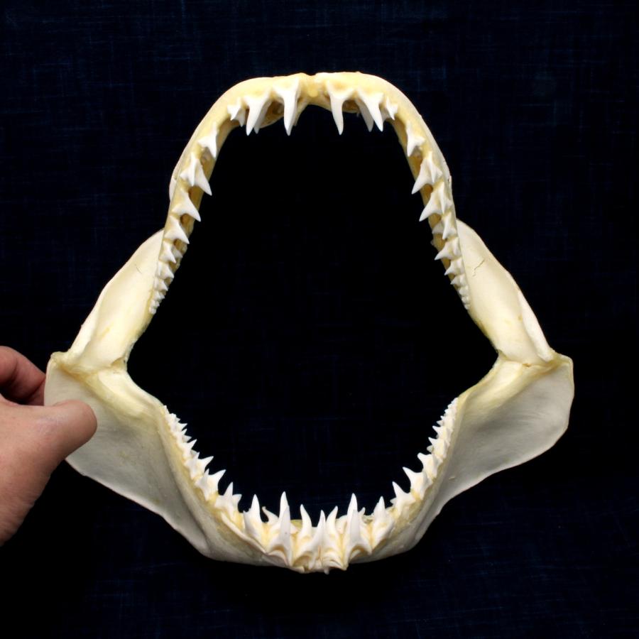 アオザメの顎 サメの顎（アオザメ）顎骨標本 マコシャーク Shortfin mako shark No