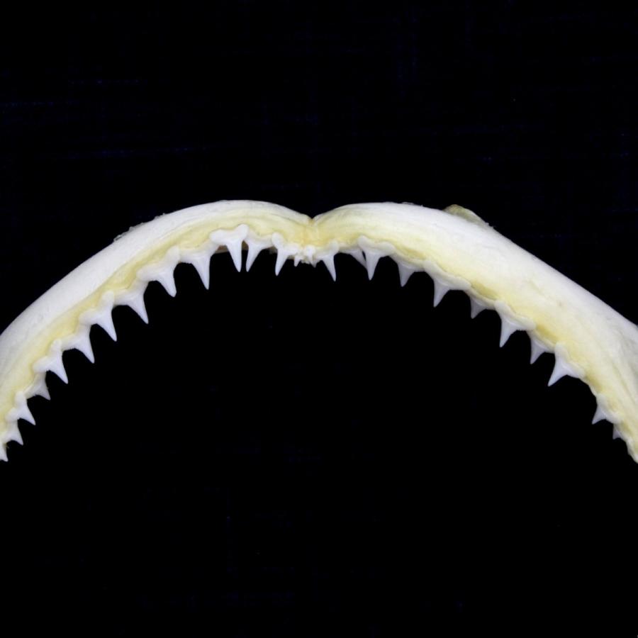 サメの顎（メジロザメ科）顎骨標本 Sサイズ お土産 ディスプレイ 