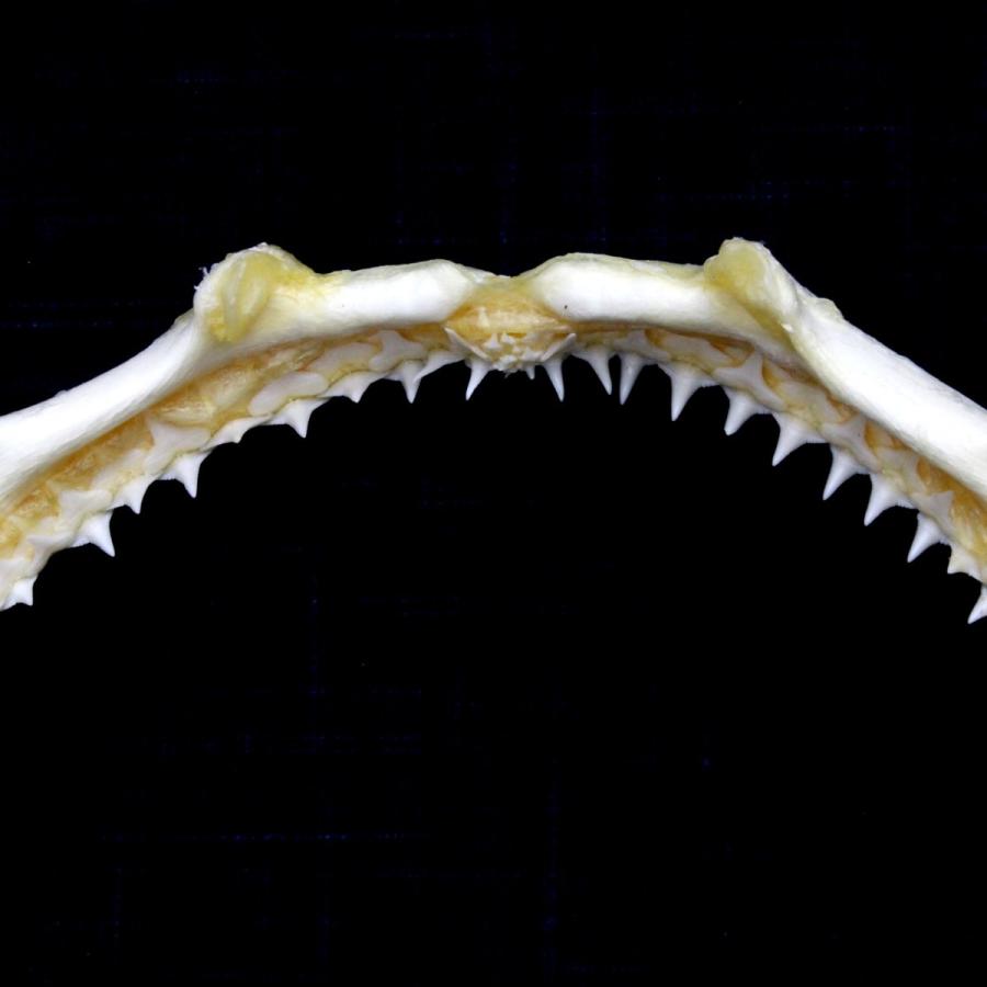 サメの顎（メジロザメ科）顎骨標本　Sサイズ　お土産　ディスプレイ プレゼント 自由研究に　ケース付き　15〜17cm｜kaiyokobo｜06