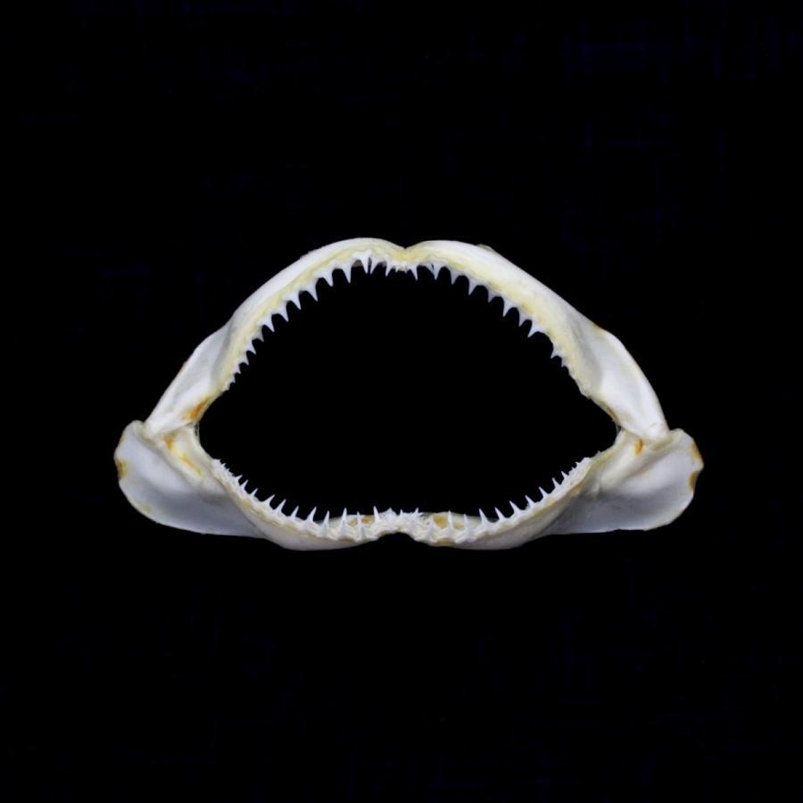 人気】サメの顎（メジロザメ科）顎骨標本 Sサイズ 14〜16cm ケース付き