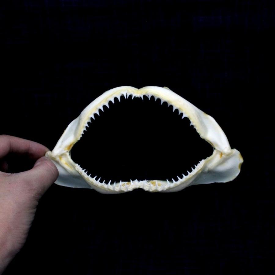人気】サメの顎（メジロザメ科）顎骨標本 Sサイズ 14〜16cm ケース付き