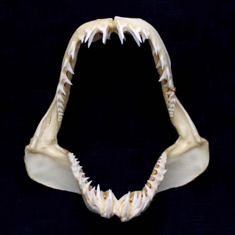 サメ 標本】アオザメNo.162 顎骨標本 サメの歯 コレクション 教材