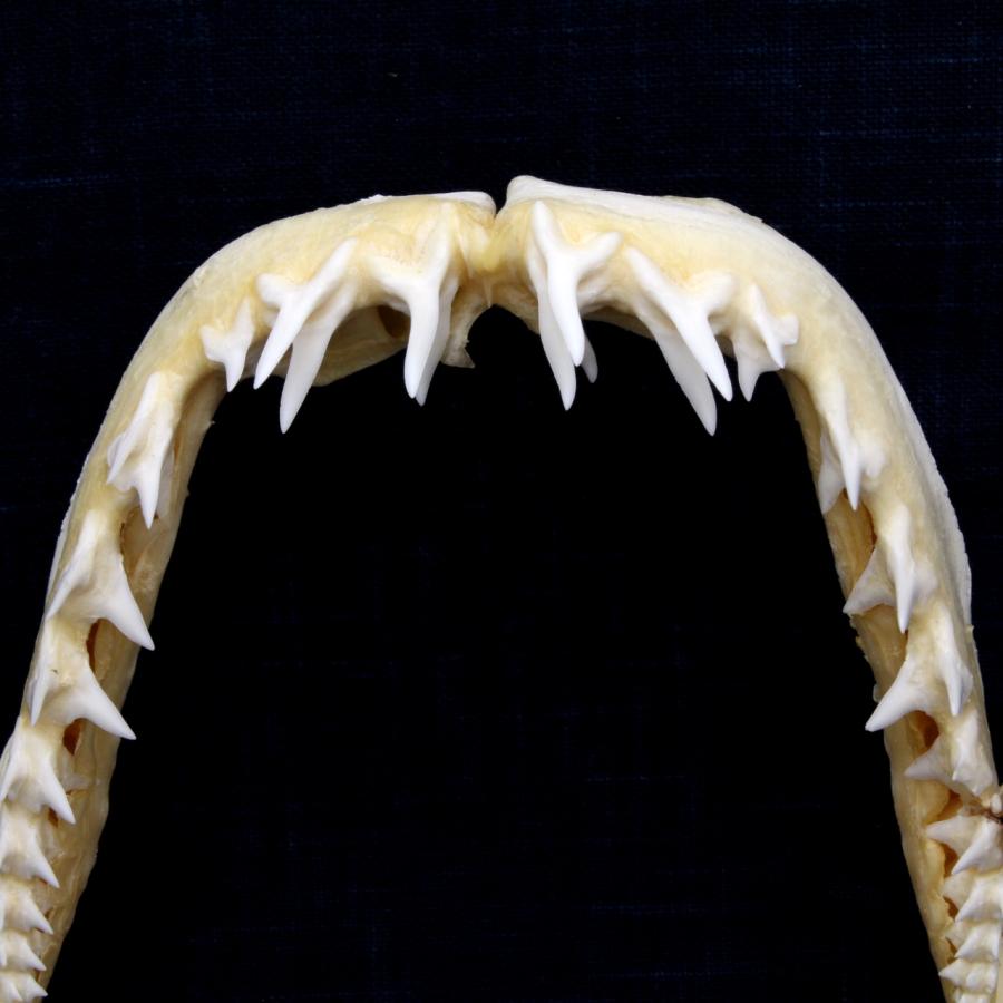 サメの顎（アオザメ）顎骨標本 マコシャーク Shortfin mako shark No