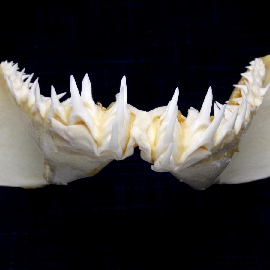 サメの顎（アオザメ）顎骨標本 マコシャーク Shortfin mako shark No