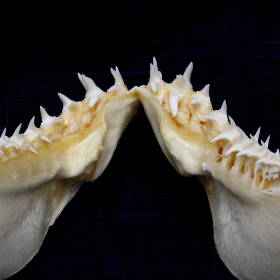 サメ 標本】アオザメNo.162 顎骨標本 サメの歯 コレクション 教材