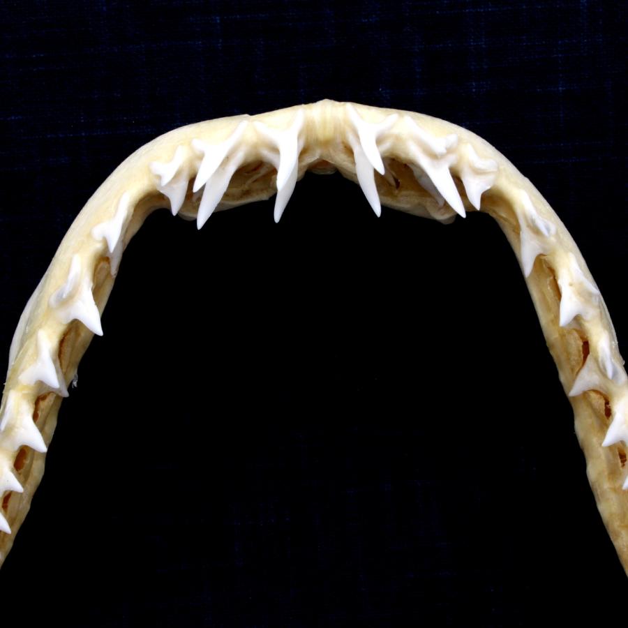 サメ 標本】アオザメNo.164 顎骨標本 サメの歯 コレクション 教材