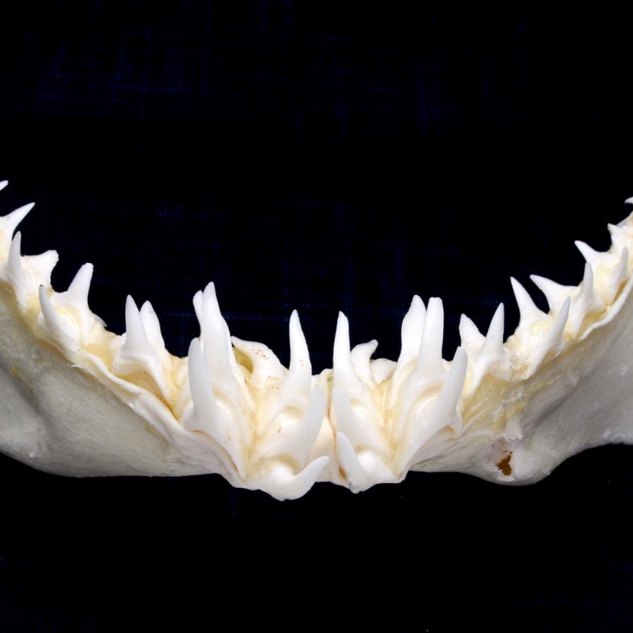 サメ 標本】アオザメNo.165 顎骨標本 サメの歯 コレクション 教材