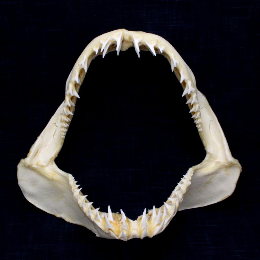 サメの顎（アオザメ）顎骨標本 マコシャーク Shortfin mako shark No