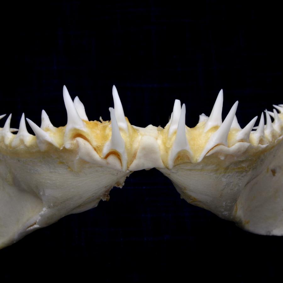 13インチ マコシャークの顎 サメの顎（アオザメ）顎骨標本 マコシャーク Shortfin mako shark No