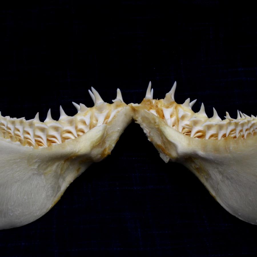 サメの顎（アオザメ）顎骨標本 マコシャーク Shortfin mako shark No