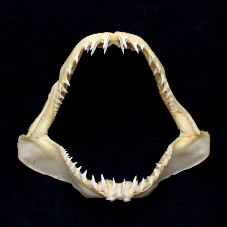 サメの顎（アオザメ）顎骨標本 マコシャーク Shortfin mako shark No