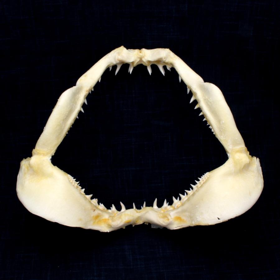 サメの顎（アオザメ）顎骨標本 マコシャーク Shortfin mako shark No