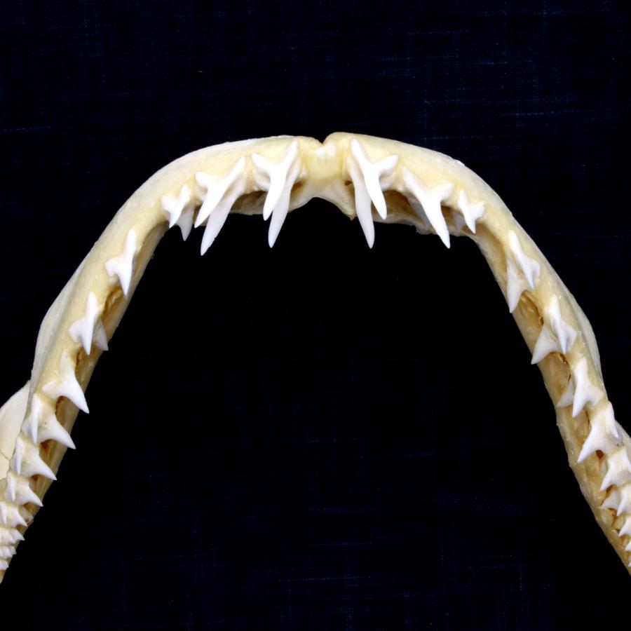 サメの顎（アオザメ）顎骨標本 マコシャーク Shortfin mako shark No