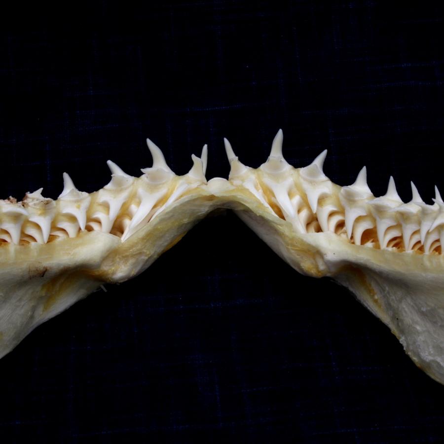 サメの顎（アオザメ）顎骨標本 マコシャーク Shortfin mako shark No