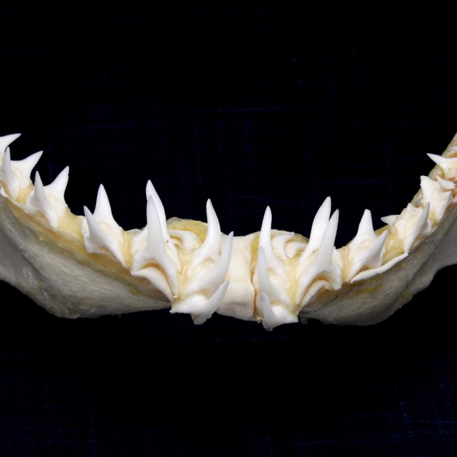 サメの顎（アオザメ）顎骨標本 マコシャーク Shortfin mako shark No