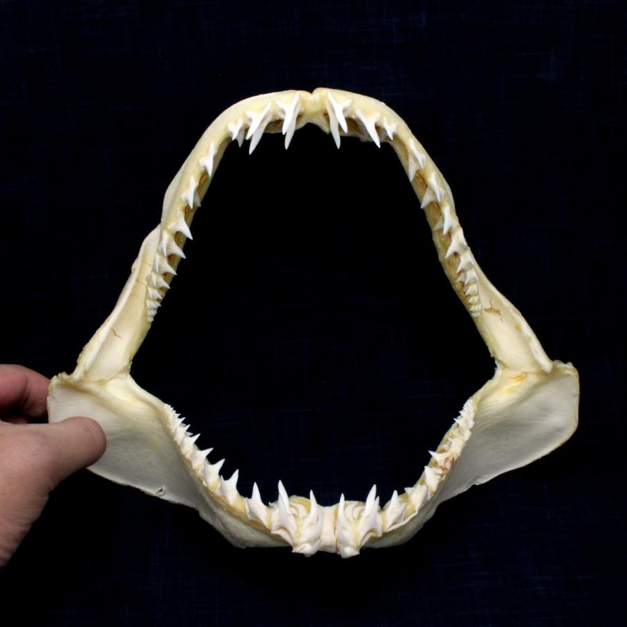 アオザメの顎 サメの顎（アオザメ）顎骨標本 マコシャーク Shortfin mako shark No