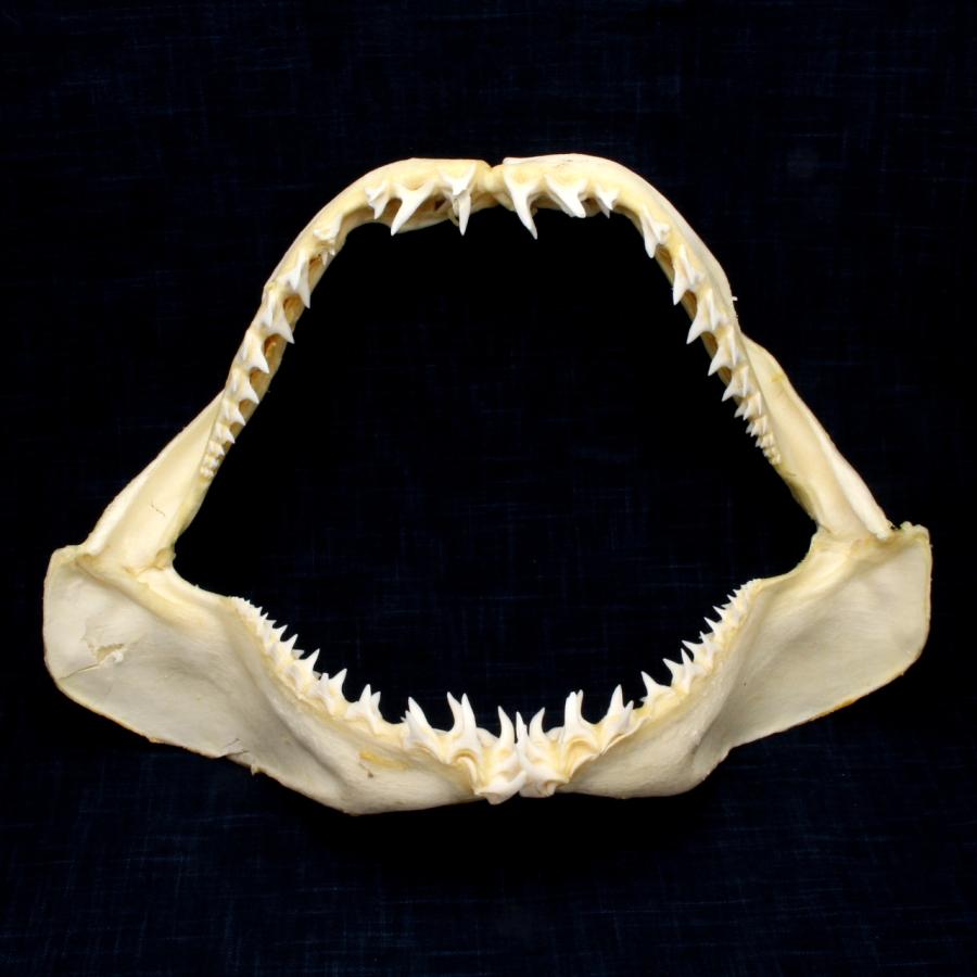 サメの顎（アオザメ）顎骨標本 マコシャーク Shortfin mako shark No