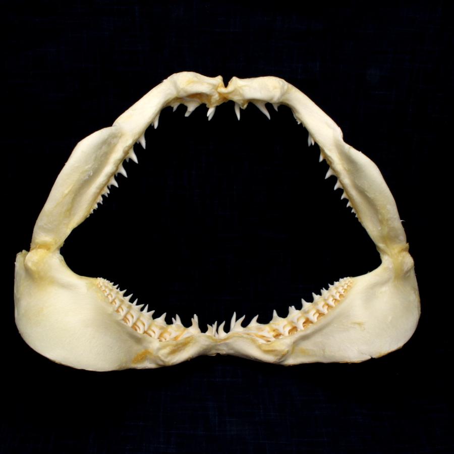 サメの顎（アオザメ）顎骨標本 マコシャーク Shortfin mako shark No