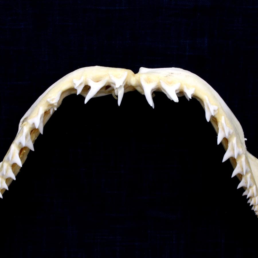 サメの顎（アオザメ）顎骨標本 マコシャーク Shortfin mako shark No