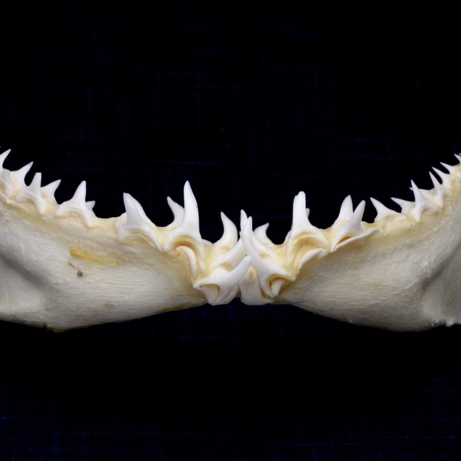 サメの顎（アオザメ）顎骨標本 マコシャーク Shortfin mako shark No