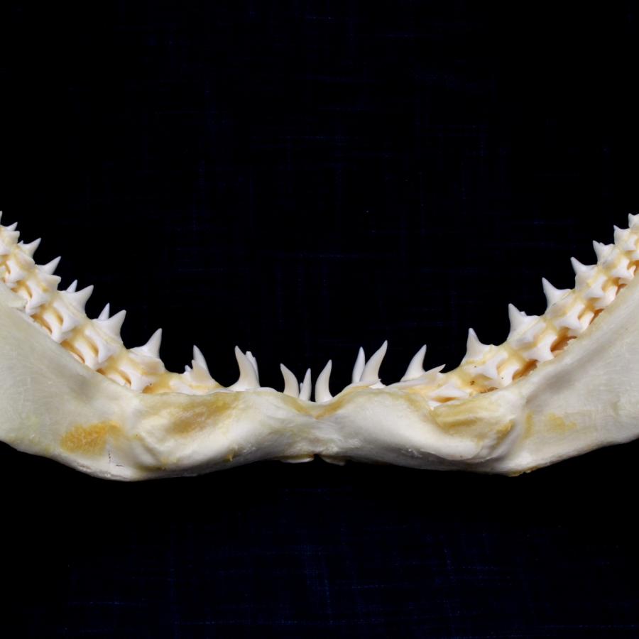 サメの顎（アオザメ）顎骨標本 マコシャーク Shortfin mako shark No