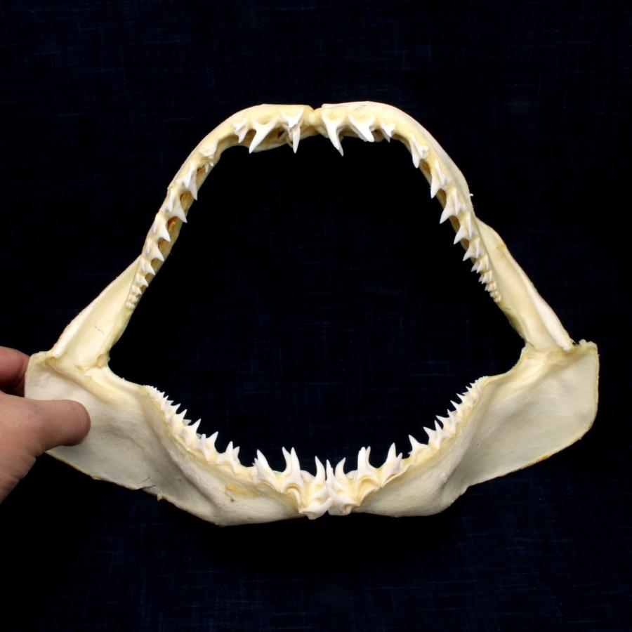 サメ 標本】アオザメNo.168 顎骨標本 サメの歯 コレクション 教材