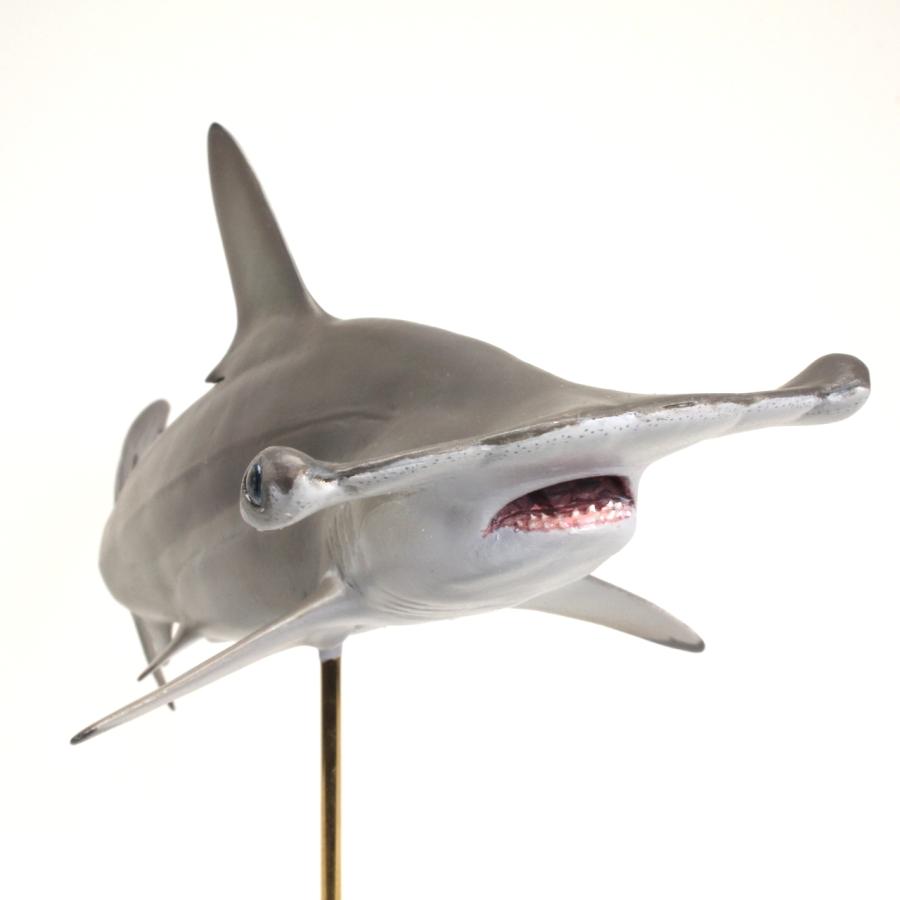 アカシュモクザメ フィギュア フィッシュカービング Scalloped