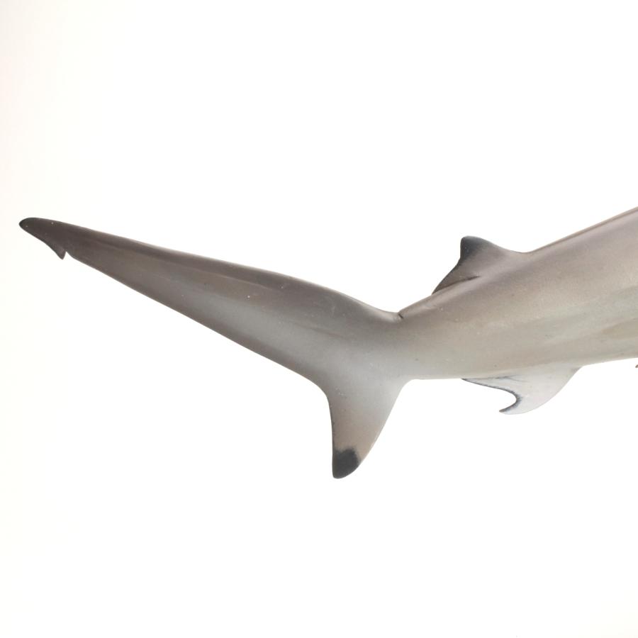 アカシュモクザメ フィギュア フィッシュカービング Scalloped