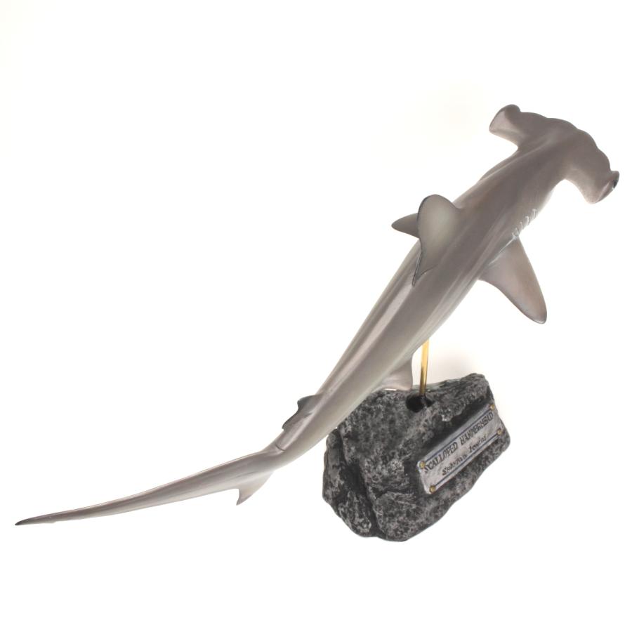 アカシュモクザメ フィギュア Scalloped hammerhead shark（フィッシュ
