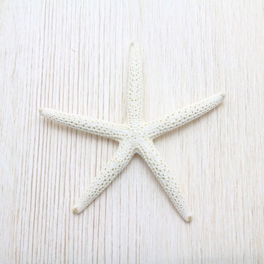 アオヒトデs スターフィッシュ ブライダル ウェルカムボード パーツ 貝殻 約6 8cm Sh 0001 海洋工房 通販 Yahoo ショッピング