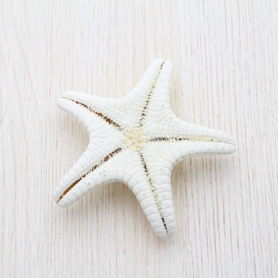 貝殻 コブヒトデ（スターフィッシュ）SSサイズ 約4〜6cm 素材 工作