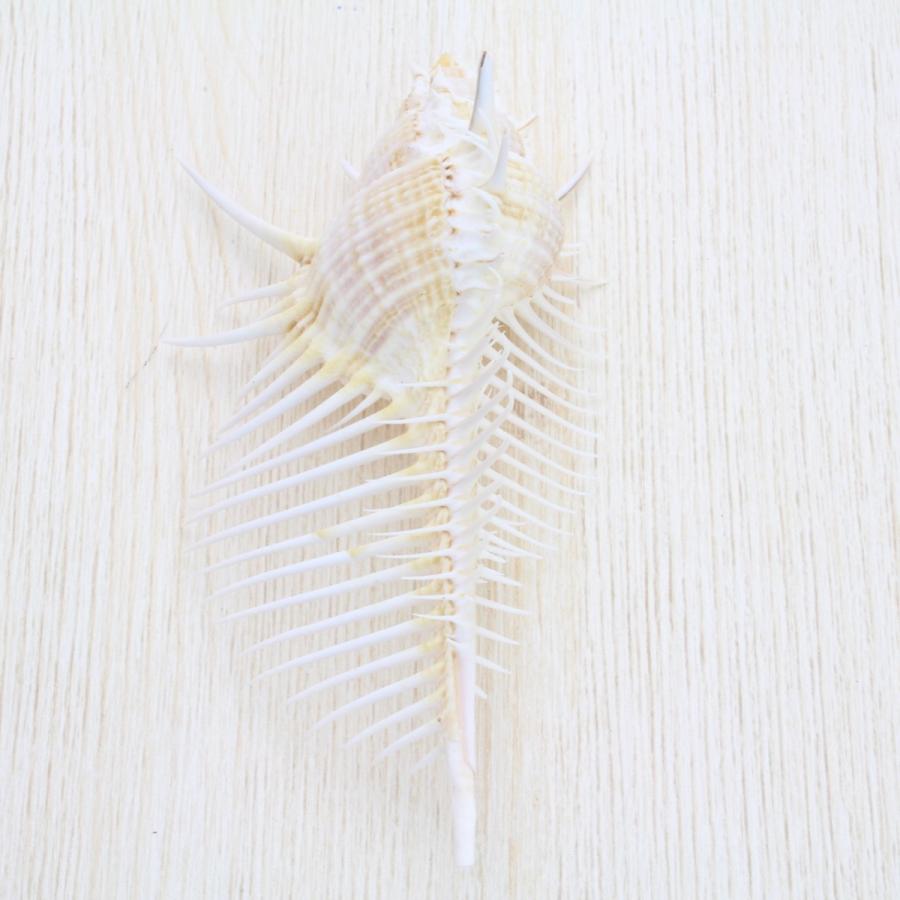 貝の置物 ホネガイ（骨貝）Mサイズ 貝殻 約10〜12cm 標本 インテリア 天然