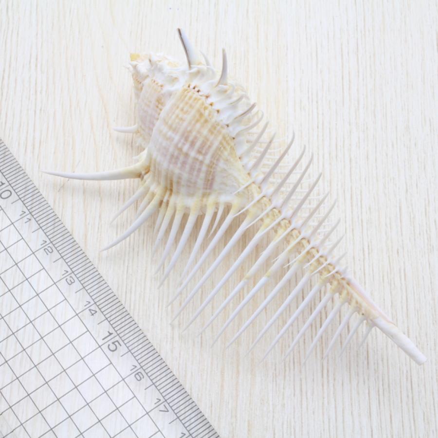 ホネガイ（骨貝）Mサイズ 貝殻 約10〜12cm 標本 インテリア 天然
