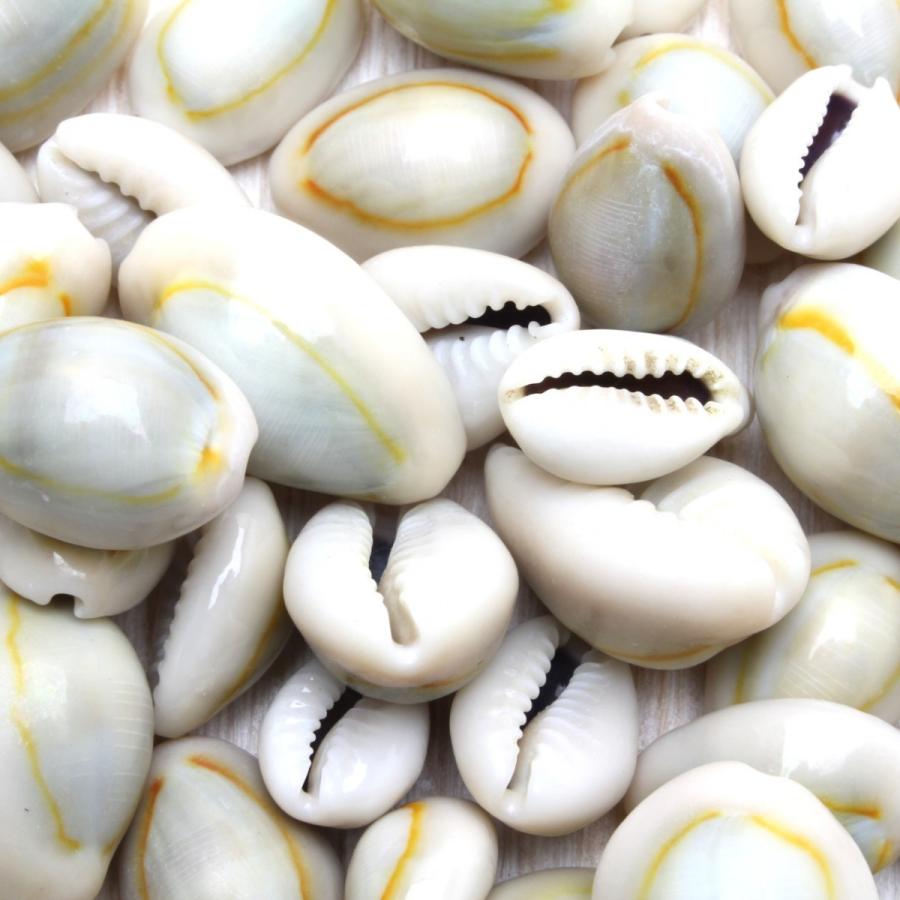 貝殻 ハナビラダカラ（タカラガイ）約50g 素材 工作 セット 天然
