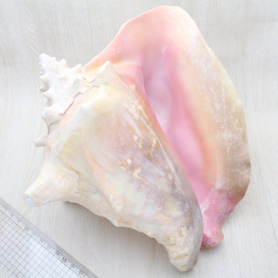 サイズUP在庫限り】ピンクガイL(コンクガイ)貝殻 コンクシェル サイズUP在庫限り】ピンクガイL(コンクガイ)貝殻 コンクシェル