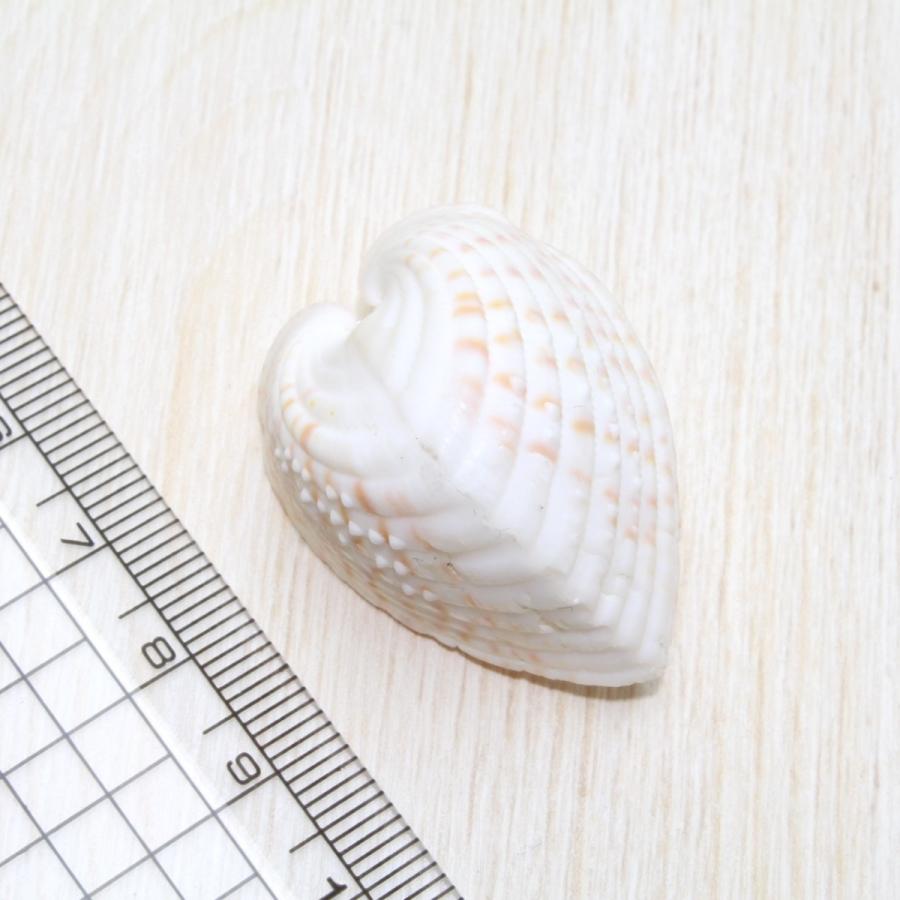 ハートガイ 貝殻 約3〜4cm 標本 インテリア 天然 コレクション 観賞