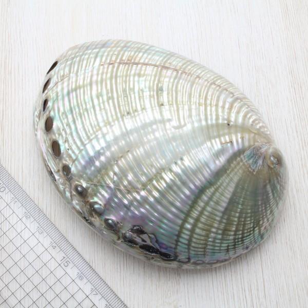 クジャクアワビ Lサイズ 貝殻 約14〜15cm インテリア 標本 ※修復箇所