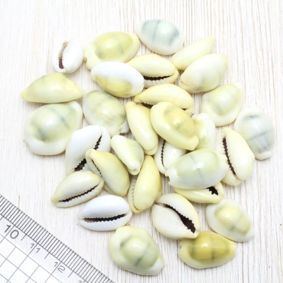 貝殻（キイロダカラ タカラガイ）ブライダル ウェルカムボード フォト